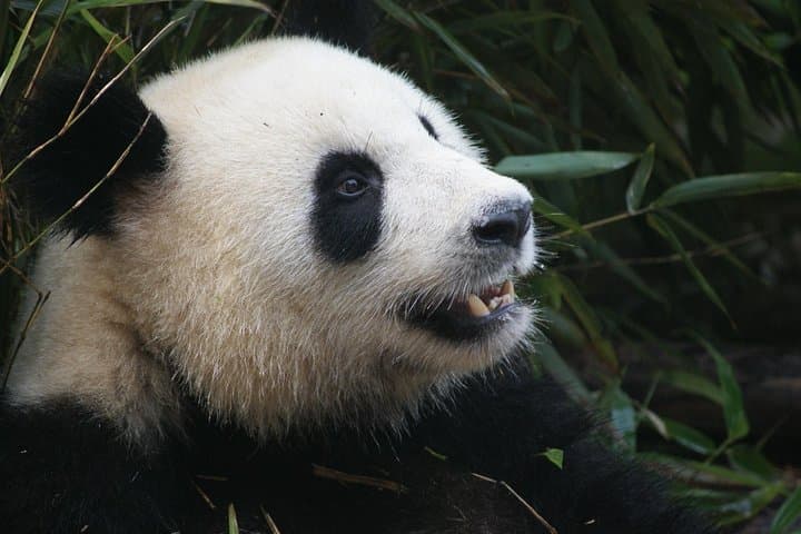 Half-Day Chengdu Panda Base Tour — Small-Group Encounter & Hotpot Option photo 2