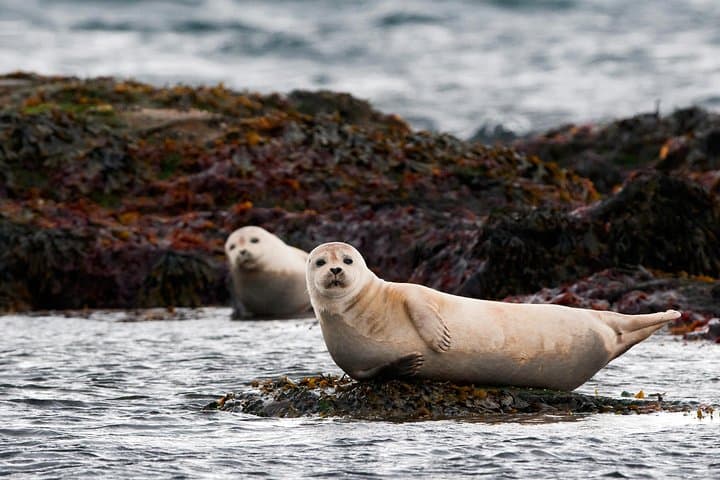 2-Day West Iceland: Snæfellsnes Peninsula, Vidgelmir Lava Cave & Silver Circle photo 3