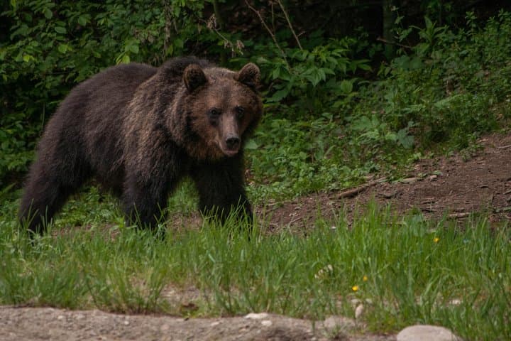 Sunset Brown Bear Watch in the Carpathians — Small-Group from Brașov photo 6