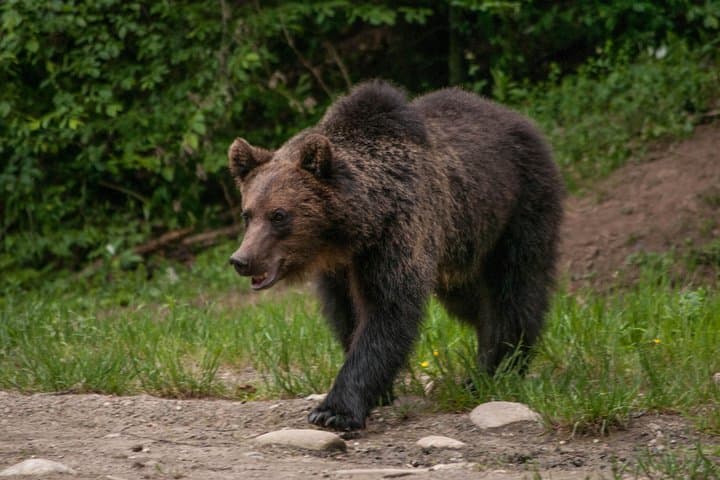 Sunset Brown Bear Watch in the Carpathians — Small-Group from Brașov photo 4