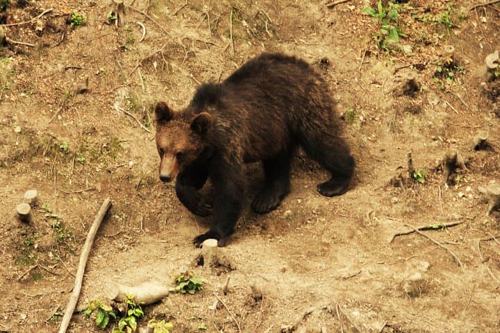 Sunset Brown Bear Watch in the Carpathians — Small-Group from Brașov photo 5