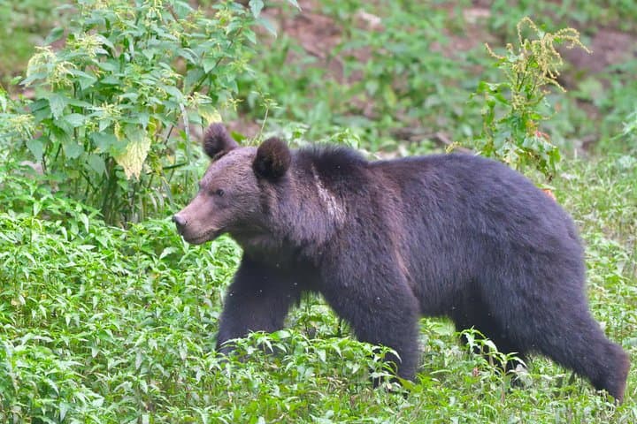 Sunset Brown Bear Watch in the Carpathians — Small-Group from Brașov photo 2