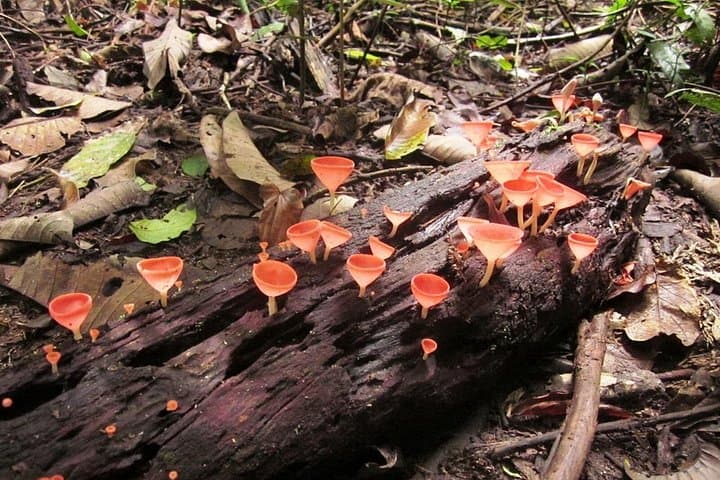 Khao Yai Waterfall Day Hike: Haew Narok & Haew Suwat from Bangkok photo 6