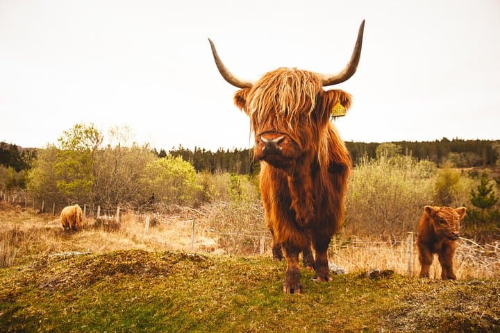 Torridon, Applecross & Eilean Donan Castle: Full-Day Highland Scenic Tour from Inverness photo 6
