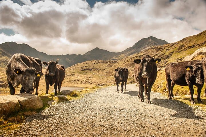 5-Day Wales Small-Group Tour from London: Castles, Coasts, and National Parks photo 6