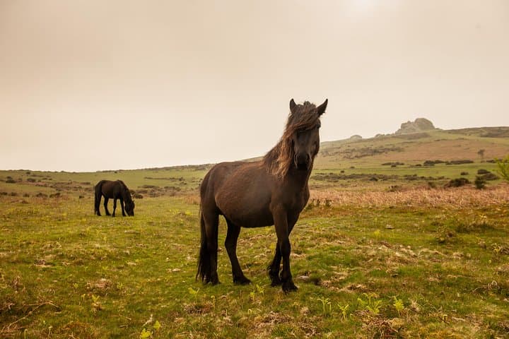 Devon and Cornwall in 5 Days: Small-Group Coastal & Historic Tour from London photo 4