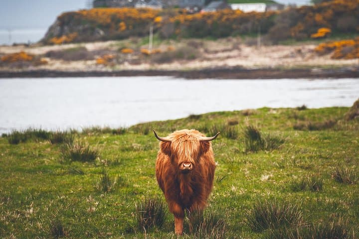 4-Day Magical Mull & Iona Tour from Edinburgh — Tobermory, Staffa, Glencoe photo 4