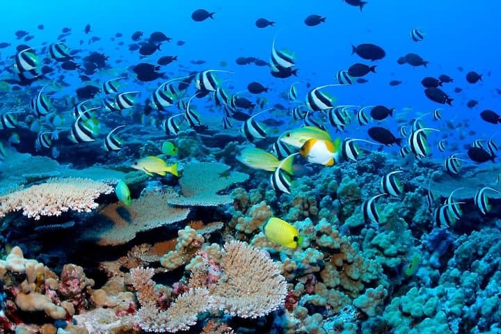 Puerto Morelos Snorkel Adventure: Second-Largest Reef Wall Day Trip photo 6