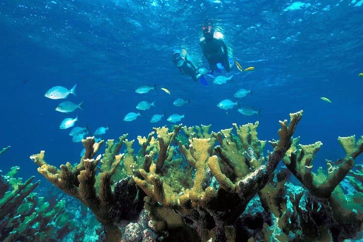 Puerto Morelos Snorkel Adventure: Second-Largest Reef Wall Day Trip photo 5