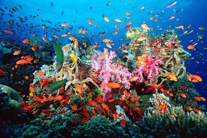 Puerto Morelos Snorkel Adventure: Second-Largest Reef Wall Day Trip photo 4
