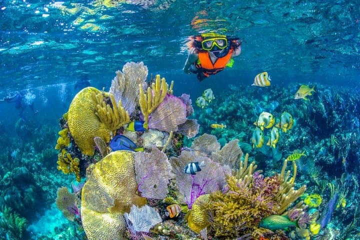 Puerto Morelos Reef Snorkel: National Park Tour with Lunch & Transport photo 1