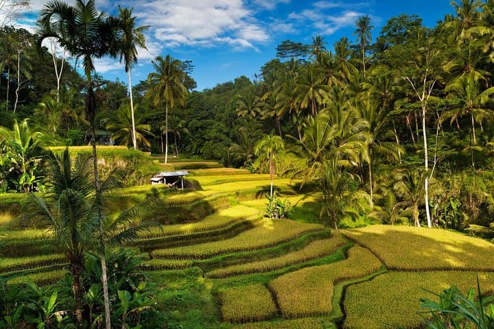 4-Day Private Bali Highlights Tour: Ubud, Highlands, East Bali & Southern Beaches