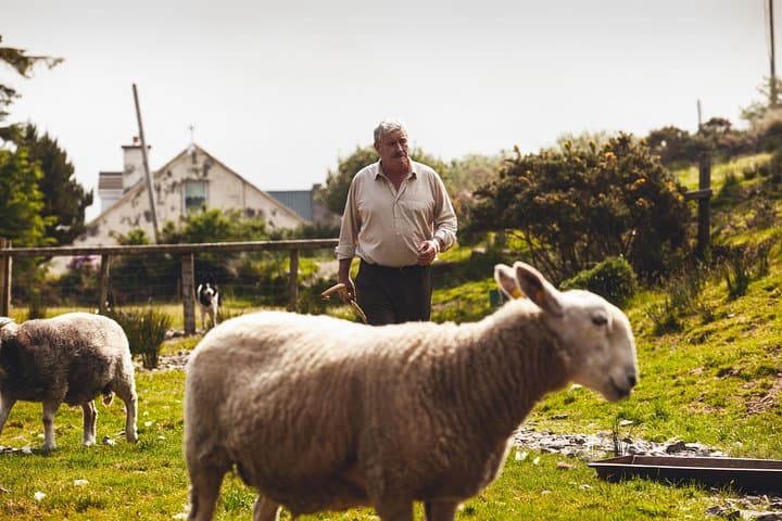 5-Day Ireland Highlights Tour: Cliffs of Moher, Ring of Kerry & Dingle from Dublin photo 6
