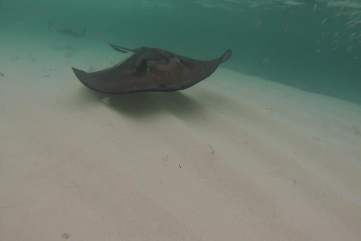 Gibbs Cay Stingray Swim and Live Conch Dive — Grand Turk Day Trip photo 5