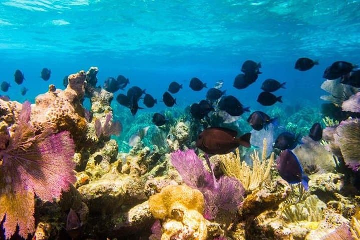 Grand Turk Supreme Snorkeling: Amazing Wall, Gibbs Cay & Stingrays photo 3