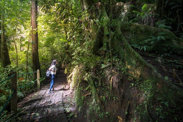 Arenal Hanging Bridges: Canopy Hike Through Costa Rica’s Rainforest photo 6