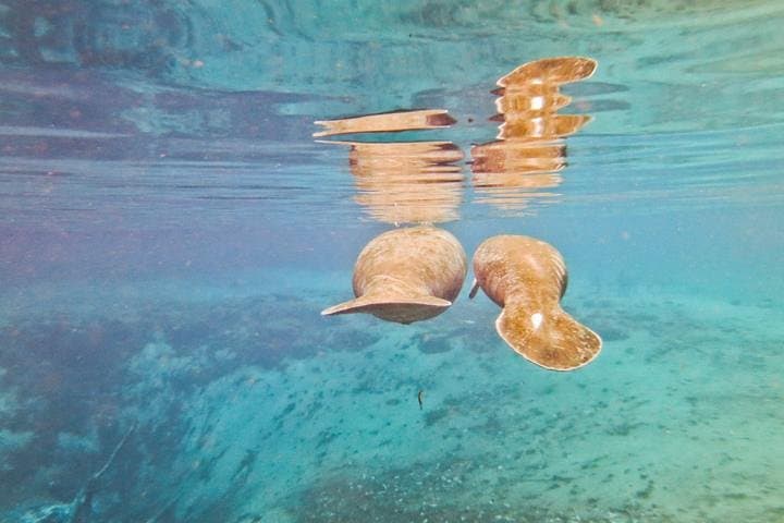 Swim with Wild Manatees and Explore Florida’s Crystal River Wildlife photo 6