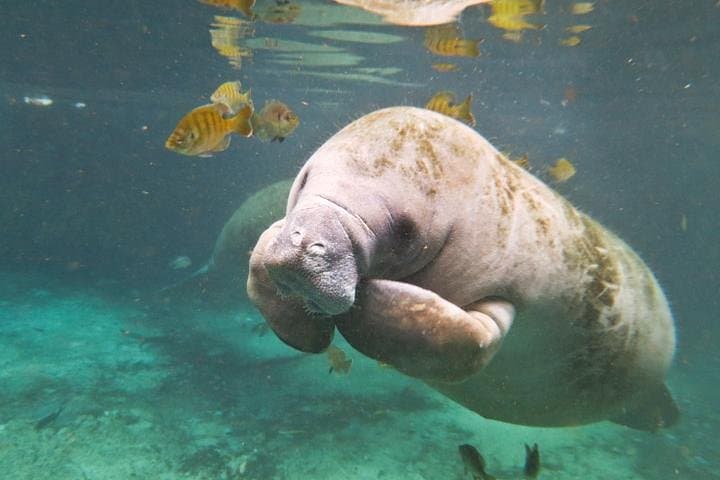Swim with Wild Manatees and Explore Florida’s Crystal River Wildlife photo 3