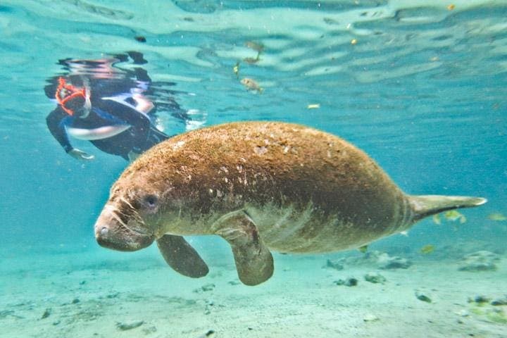 Swim with Wild Manatees and Explore Florida’s Crystal River Wildlife