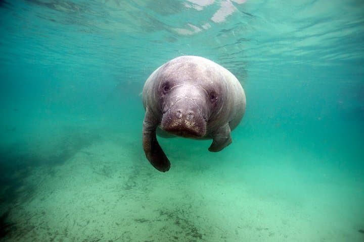 Swim with Manatees at Crystal River: An Intimate Small Group Adventure photo 6