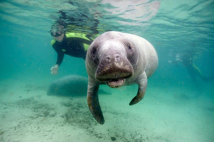 Private Manatee Swim Adventure in Crystal River: Up-Close with Florida’s Gentle Giants