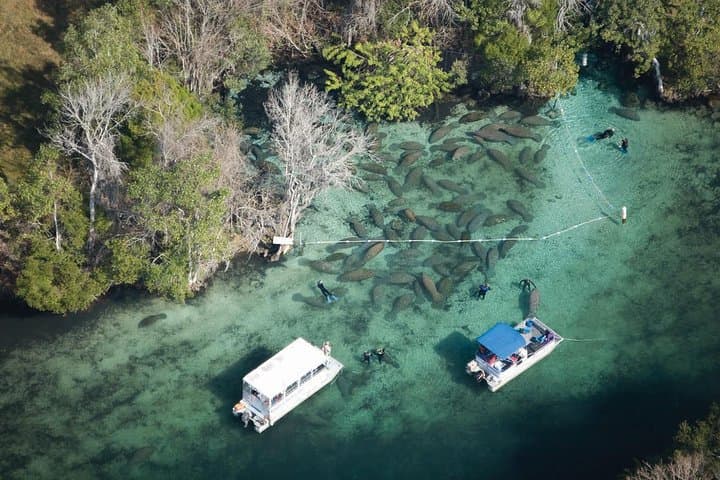 Private Manatee Swim Adventure in Crystal River: Up-Close with Florida’s Gentle Giants photo 4