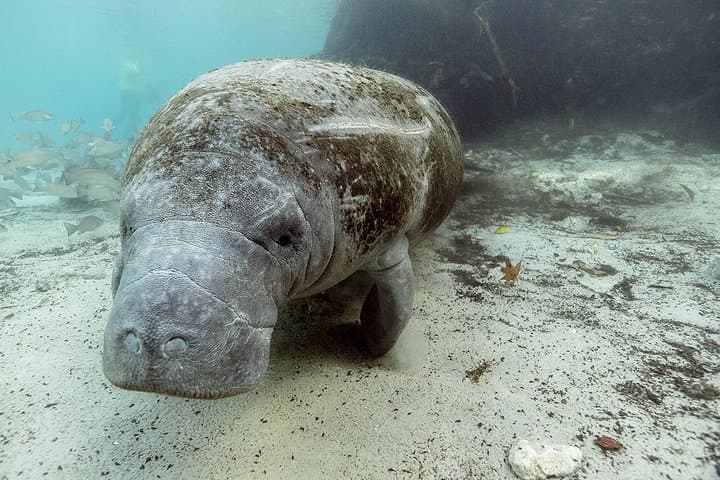 Swim with Manatees at Crystal River: An Intimate Small Group Adventure photo 3