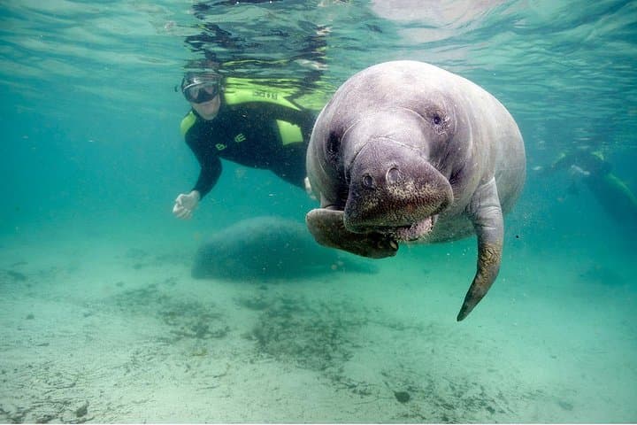 Swim with Manatees at Crystal River: An Intimate Small Group Adventure photo 4