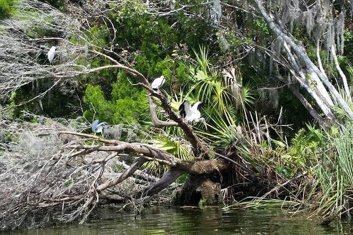 Kings Bay Scenic Cruise: Crystal River Manatee-Watching Boat Tour photo 4