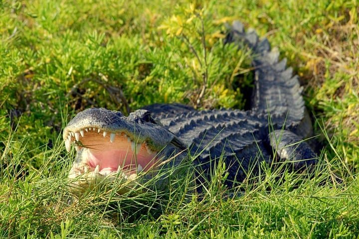 Wild Florida Airboat Adventure from Orlando — Airboat Ride, Gator Park & BBQ photo 2