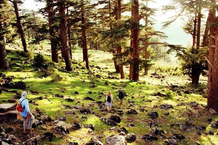 Fez to Middle Atlas Day Trip: Berber Villages, Cedar Forests & Barbary Apes photo 5