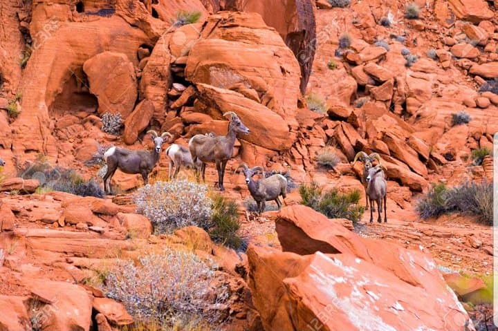 Valley of Fire Day Tour from Las Vegas — Hiking Nevada's Red Rock Labyrinth photo 3