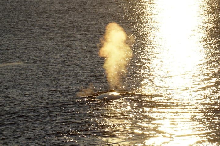 Midnight Sun Whale Watching from Reykjavik: Evening Whale Tours in Faxaflói Bay photo 5