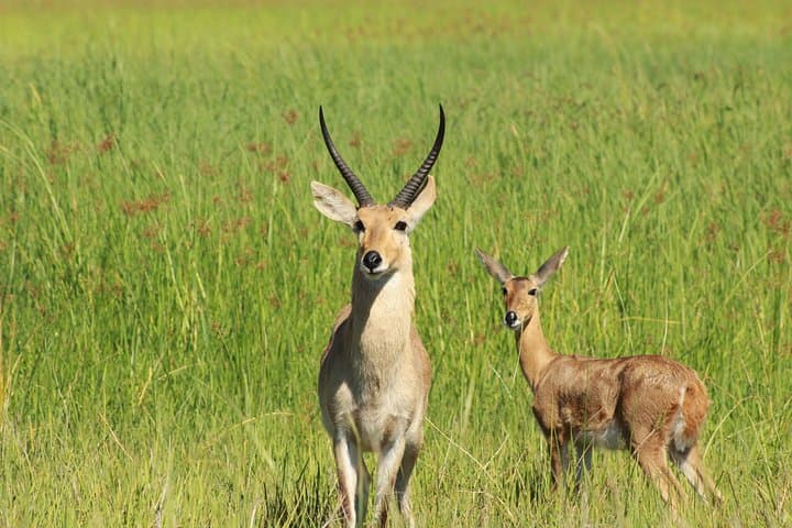 7-Day Okavango & Moremi Safari: Delta Camping, Mokoro Trips & Chobe Game Drives photo 3