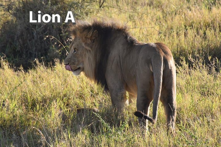 5-Day Budget Camping Safari in Tanzania's Northern Circuit — Manyara, Serengeti & Ngorongoro photo 2