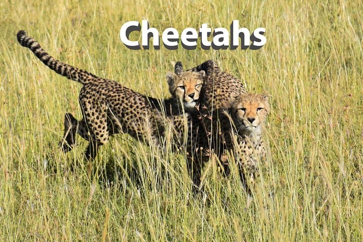 5-Day Budget Camping Safari in Tanzania's Northern Circuit — Manyara, Serengeti & Ngorongoro photo 3
