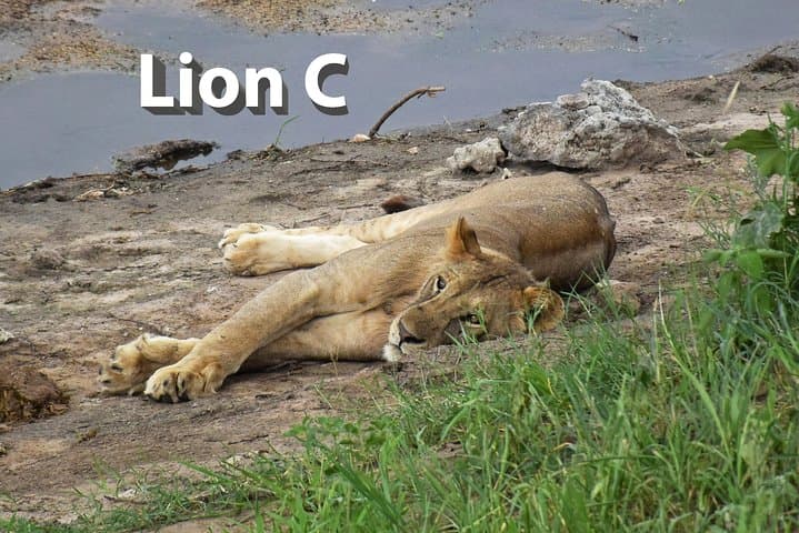 5-Day Budget Camping Safari in Tanzania's Northern Circuit — Manyara, Serengeti & Ngorongoro photo 4