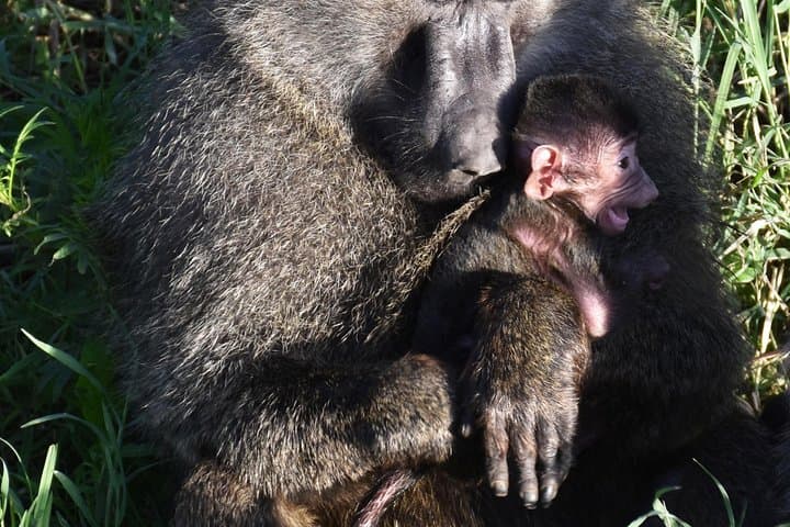 5-Day Budget Camping Safari in Tanzania's Northern Circuit — Manyara, Serengeti & Ngorongoro photo 5