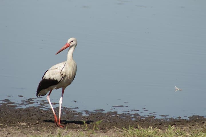 Botswana Photographers Safari: Kasane to Okavango 26-Day Expedition photo 6
