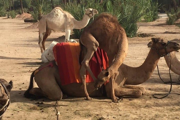Camel Ride in Marrakech Palmeraie — 3-Hour Palm Grove Excursion photo 5