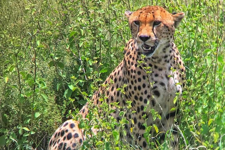 6-Day Northern Circuit Safari: Lake Manyara, Serengeti, Ngorongoro & Tarangire (Comfort) photo 6