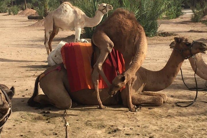 Quad and Camel Ride in Marrakech's Palmeraie — Half-Day ATV & Camel Excursion photo 3