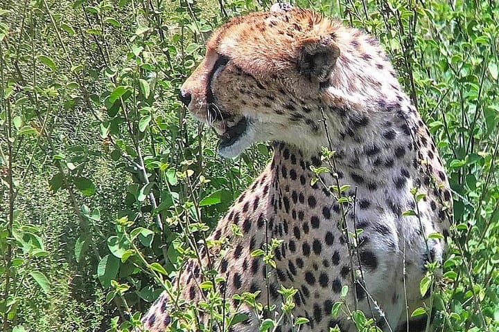 5-Day Amboseli & Tsavo West Private Safari — Big Five, Mzima Springs & Kilimanjaro Views photo 3