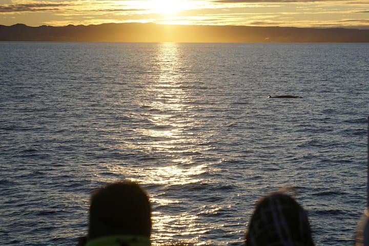 Midnight Sun Whale Watching from Reykjavik: Evening Whale Tours in Faxaflói Bay photo 4