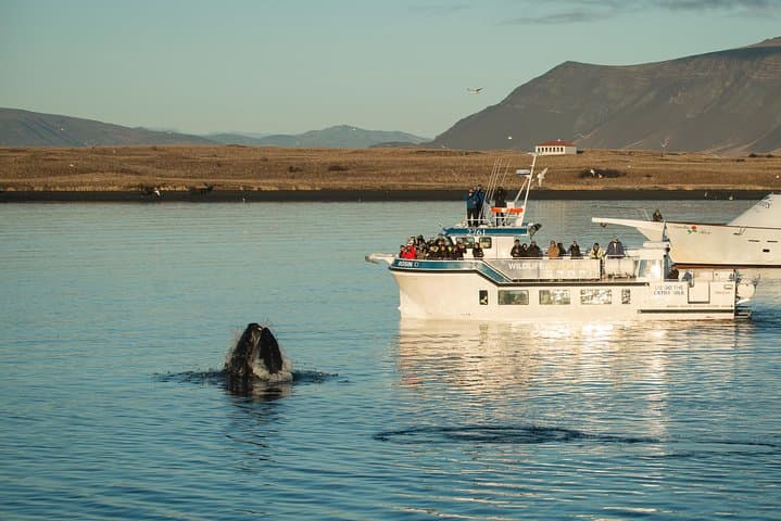 Midnight Sun Whale Watching from Reykjavik: Evening Whale Tours in Faxaflói Bay photo 3