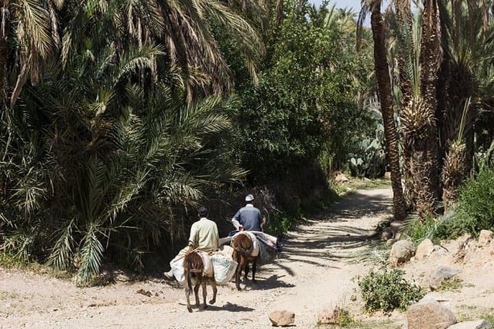 Taroudant & Tiout Oasis Day Trip from Agadir: Ramparts, Markets and Oasis Lunch photo 2