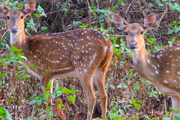 Chennai Wildlife Trail: Crocodile Bank, Guindy Park & Vandalur Zoo in a Day photo 5