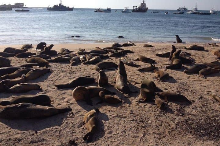 Galapagos Island Hopping: 8-Day Complete Wildlife and Snorkel Adventure photo 5
