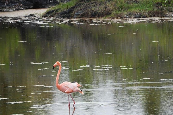 6-Day Galapagos Island Hopping: Snorkel Los Tuneles, Santa Fe & Darwin Station photo 4