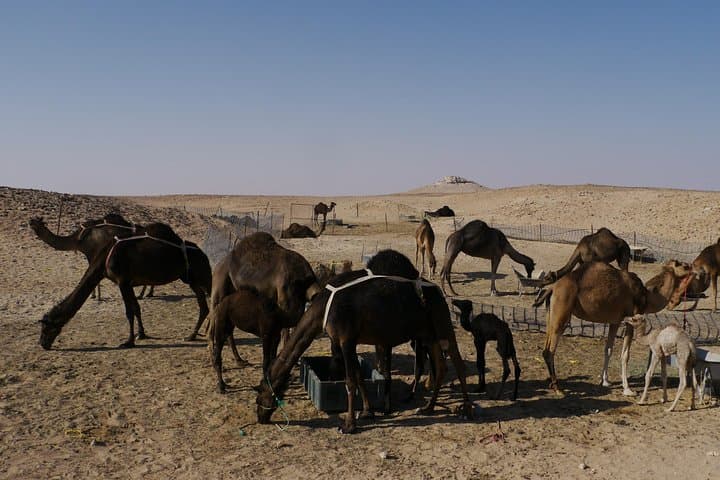 Empty Quarter Desert Adventure: Wadi Dawka, Frankincense Trails & Ubar Sunset photo 4